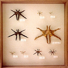 1972 - Spinnen meiner Heimat - Objekt